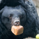 Image for article titled This is your periodic reminder not to get close to hungry bears